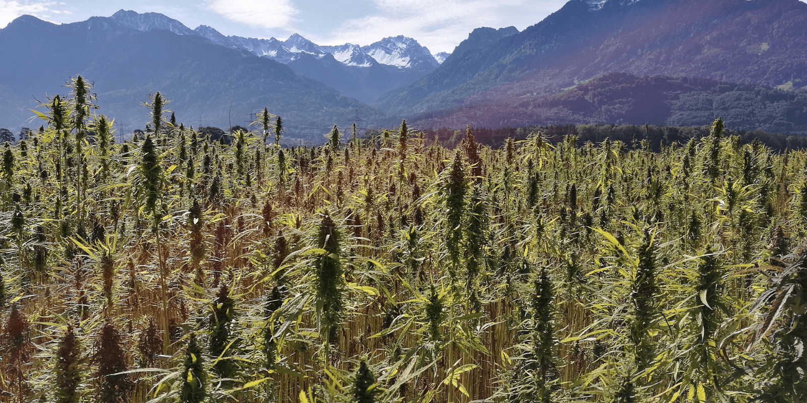 Kaufen Sie Marihuana-Samen für den Anbau im Freien - Pevgrow