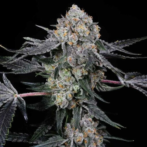 high society weed seeds compound genetics 1