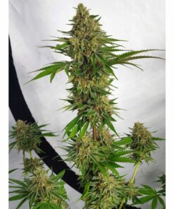zmoothiez seedbank miss orange nectar female cannabis seed