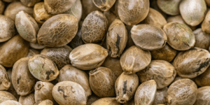 Assessing Cannabis Seed Quality