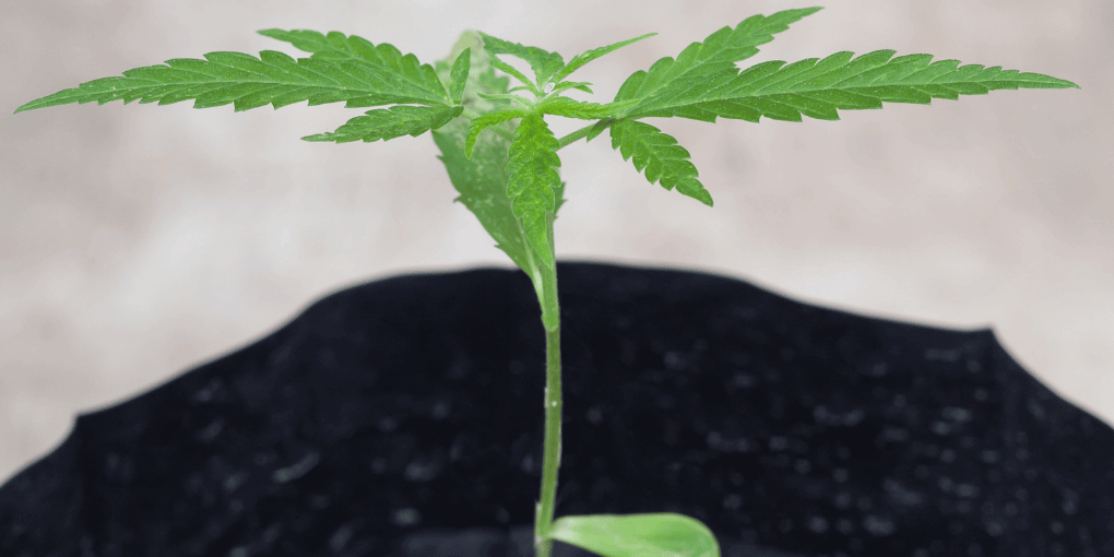 6 Mistakes Growing Cannabis Seeds