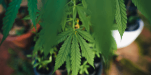 Cannabis Genetics