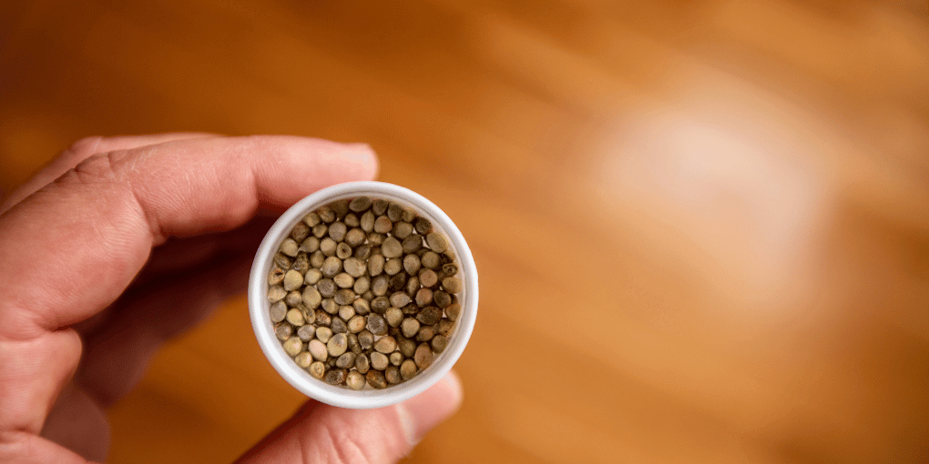 Selecting the Right Cannabis Seeds