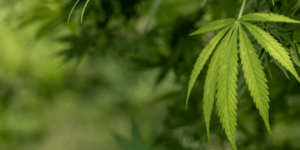 beginner-friendly cannabis seeds