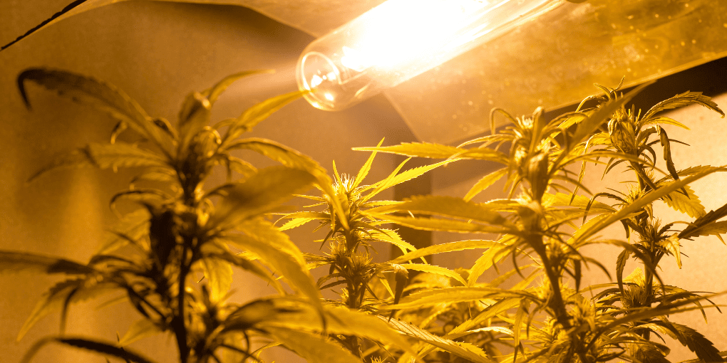 Indoor and outdoor cannabis seeds
