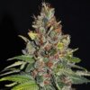 Tropical Punch G13 Labs Seeds 600x600