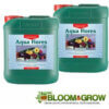 Canna Aqua Flores
