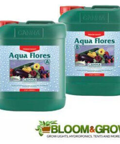 Canna Aqua Flores