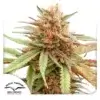 durban dew