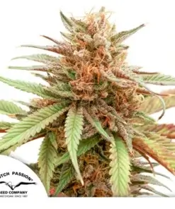 Durban Dew