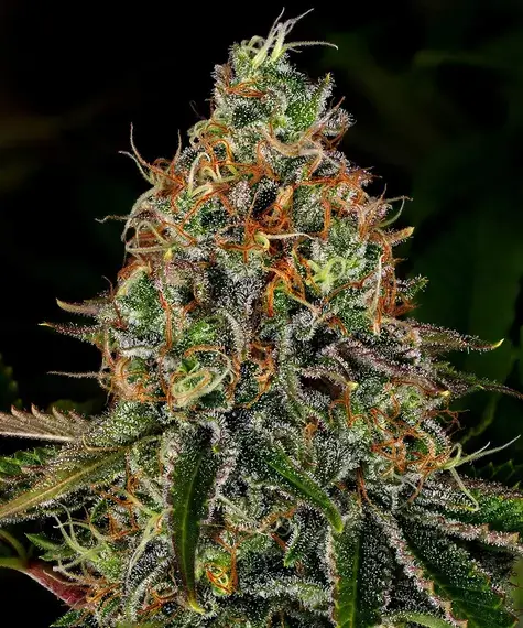 Tangerine Dream Auto