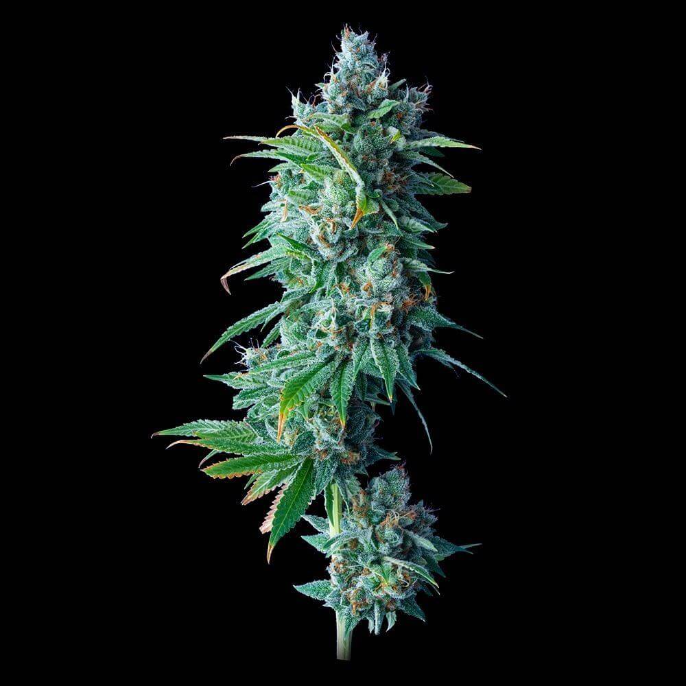 DNA Genetics 24K Gold