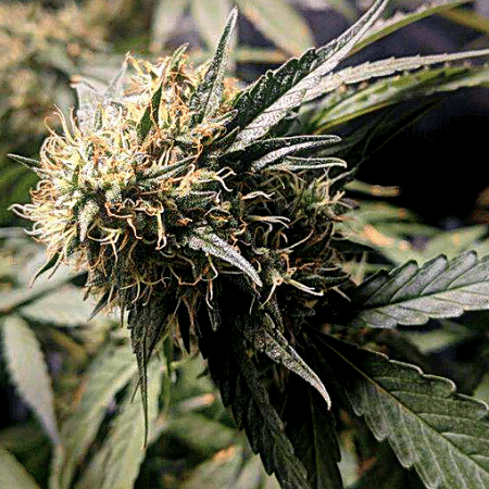 24k Gold Auto Seeds