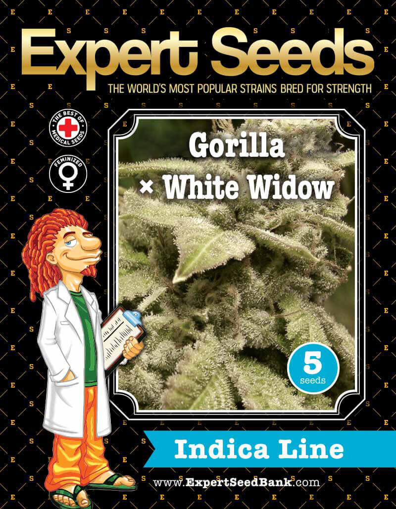 Gorilla × White Widow Seeds - Image 2