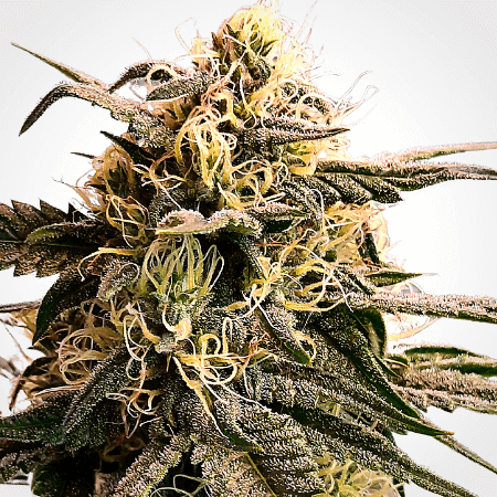 Acapulco Gold Seeds