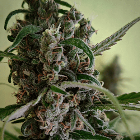 Alien OG Seeds