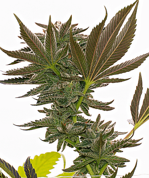 Alien Technology Seeds