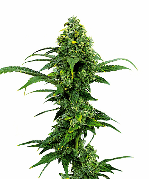 Amnesia Seeds
