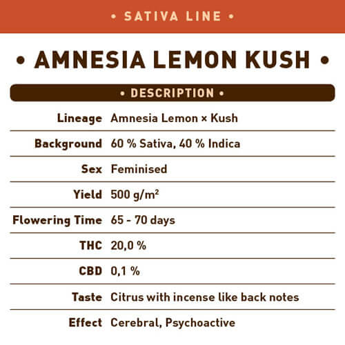 Amnesia Lemon Kush Seeds - Image 2