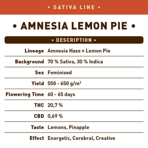 Amnesia Lemon Pie Seeds - Image 2