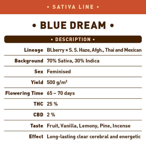 Blue Dream Seeds - Image 2