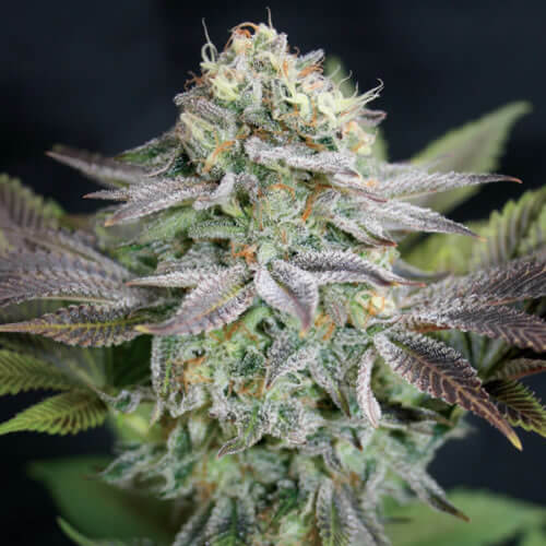 Blue Dream Seeds - Image 3