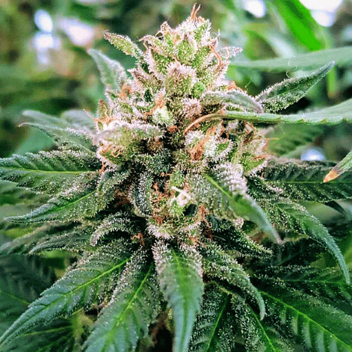 Bruce Banner 3 Seeds