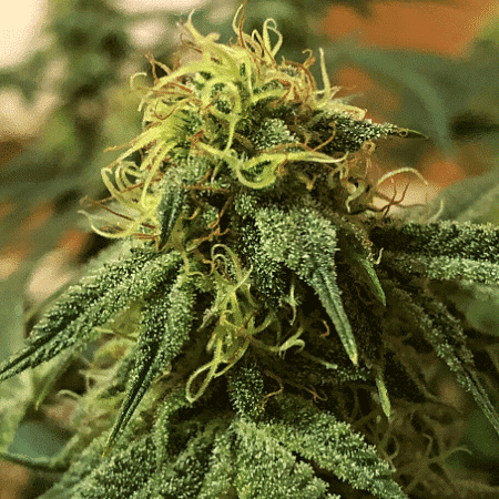 CBD OG Kush Seeds