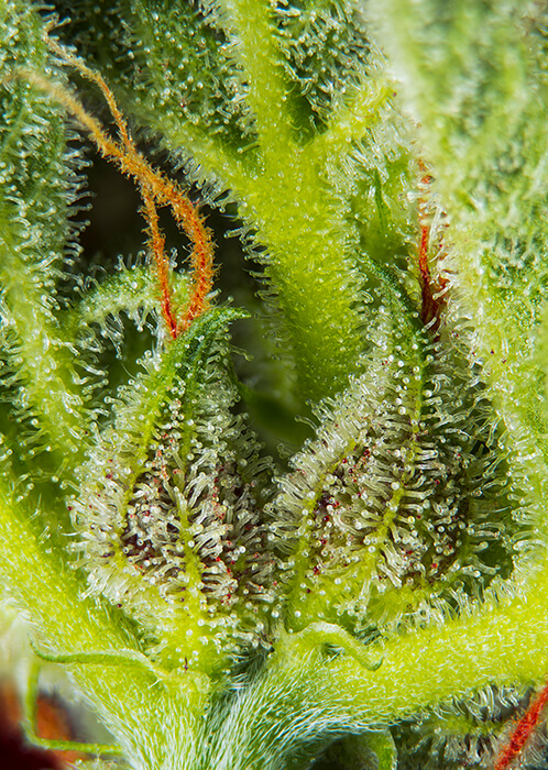 Cream Mandarine XL Auto Seeds - Image 2