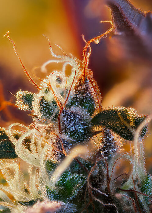 Cream Mandarine XL Auto Seeds - Image 3