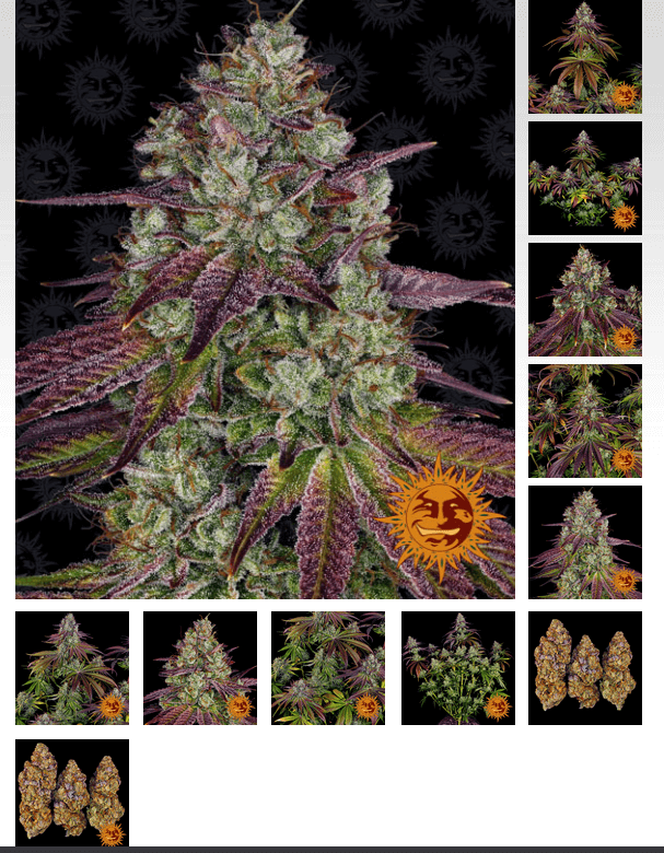 Mimosa Evo Seeds - Image 2