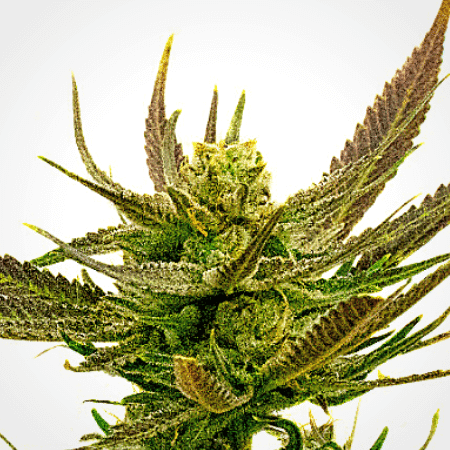 Cinderella99 Seeds