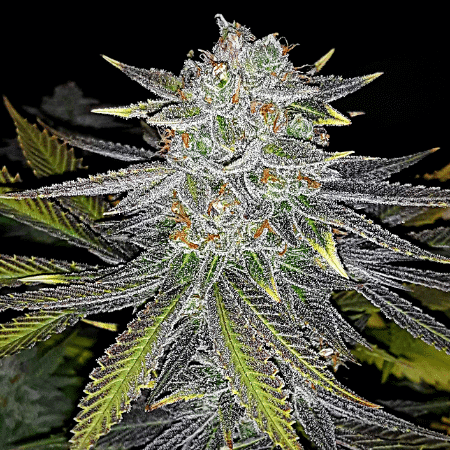 Colombian Gold Auto Seeds