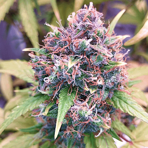 Critical Banana