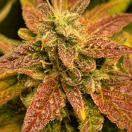 Critical Bilbo Seeds