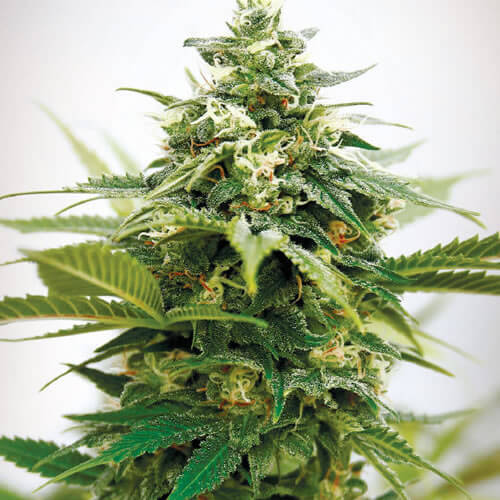 Critical XXL Seeds - Image 3