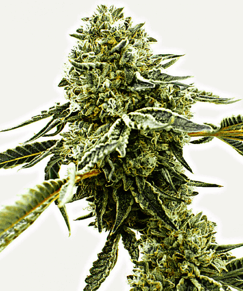 Critical x AK47 Auto
