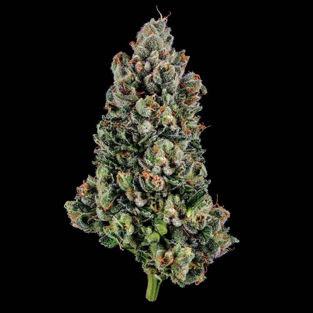 DNA Genetics Lemon OG Kush