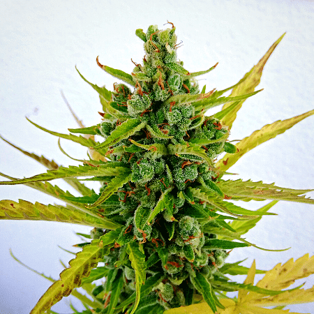 Dolato Seeds