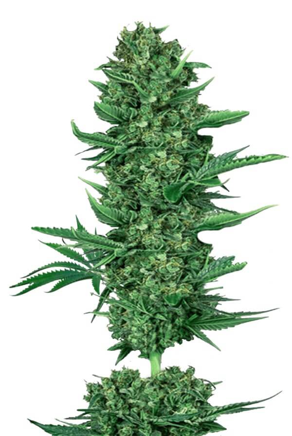 Dr Hypno CBD