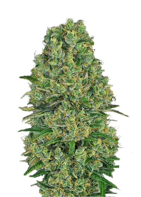 Dr Hypno CBD Auto