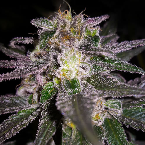 Dubble Bubble Seeds - Image 3
