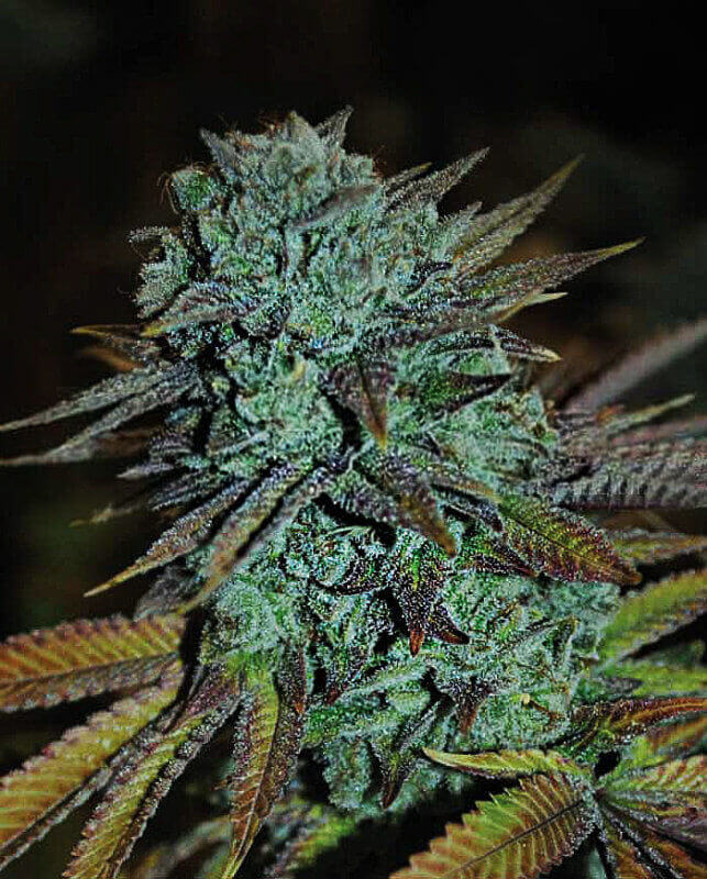 Expert Gorilla Seeds - Image 3