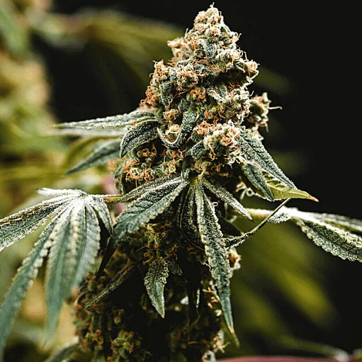 Fruity Pebbles Seeds