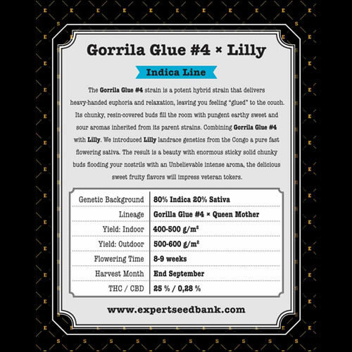 Gorilla × Lilly Seeds - Image 2
