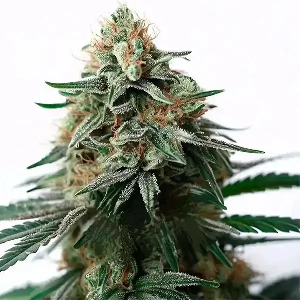 Auto Amnesia Bubba F1 Seeds