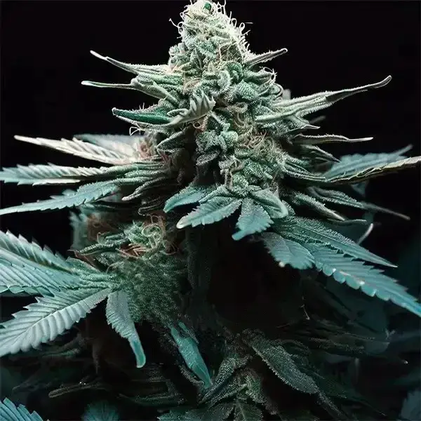 Auto Green Poisson F1 Seeds