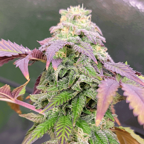 Ghost Train Haze