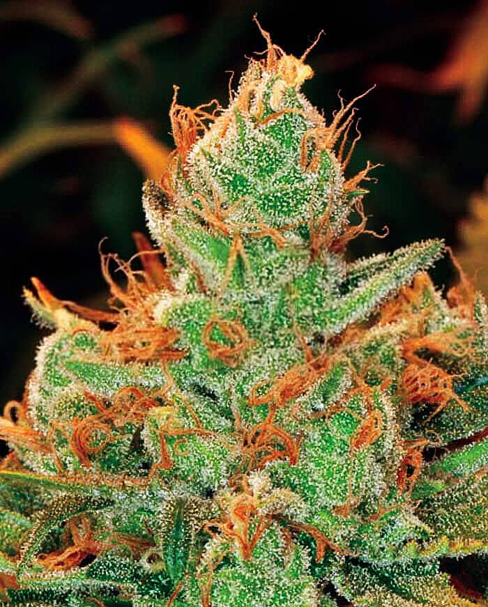 Gorilla × Lilly Seeds - Image 3