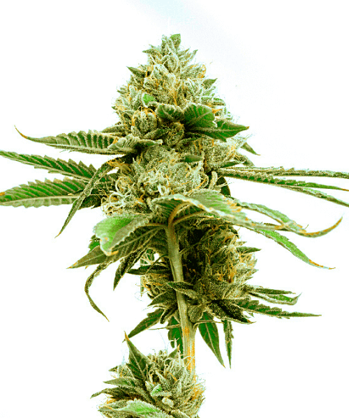 Great White Shark Seeds